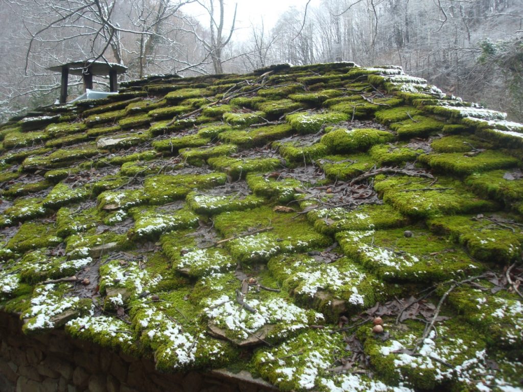 Roof Moss Removal Near Me Bellevue