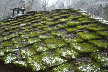 What is moss removal and how much does it cost?