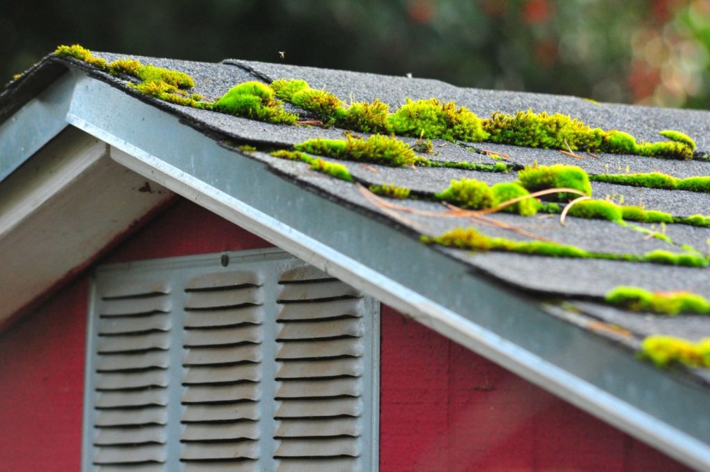 What is moss removal and how much does it cost?