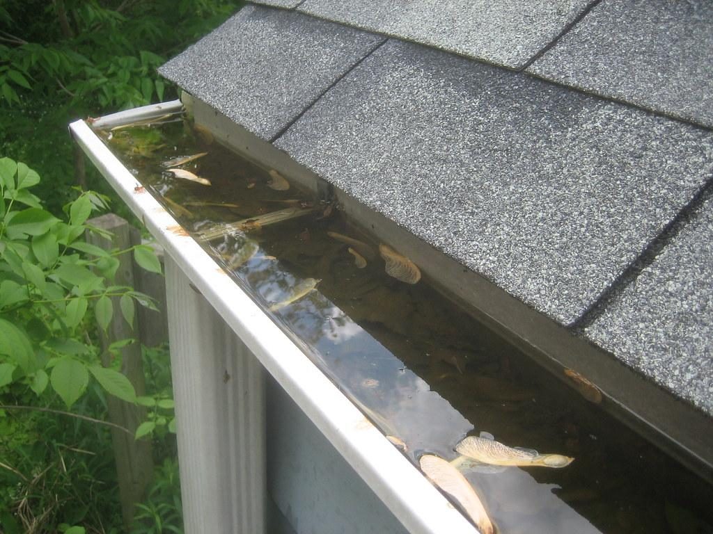 Get The Best Out Of Cleaning With Gutter Dogs Dirt S Enemy Cleaning Gutters Pressure Washing Services Roof Cleaning