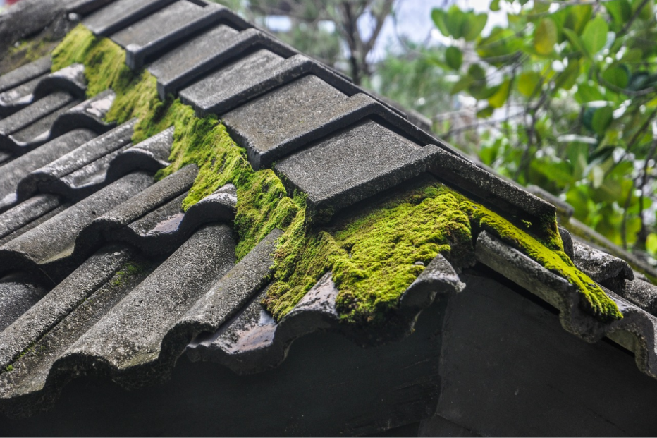 How to remove Moss from the Roof?