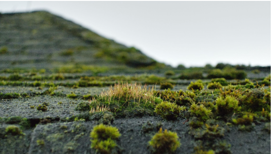 What Are the Benefits of Moss of Roof Removal?