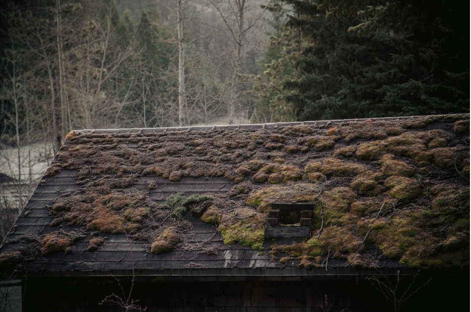 What Are the Benefits of Moss of Roof Removal?