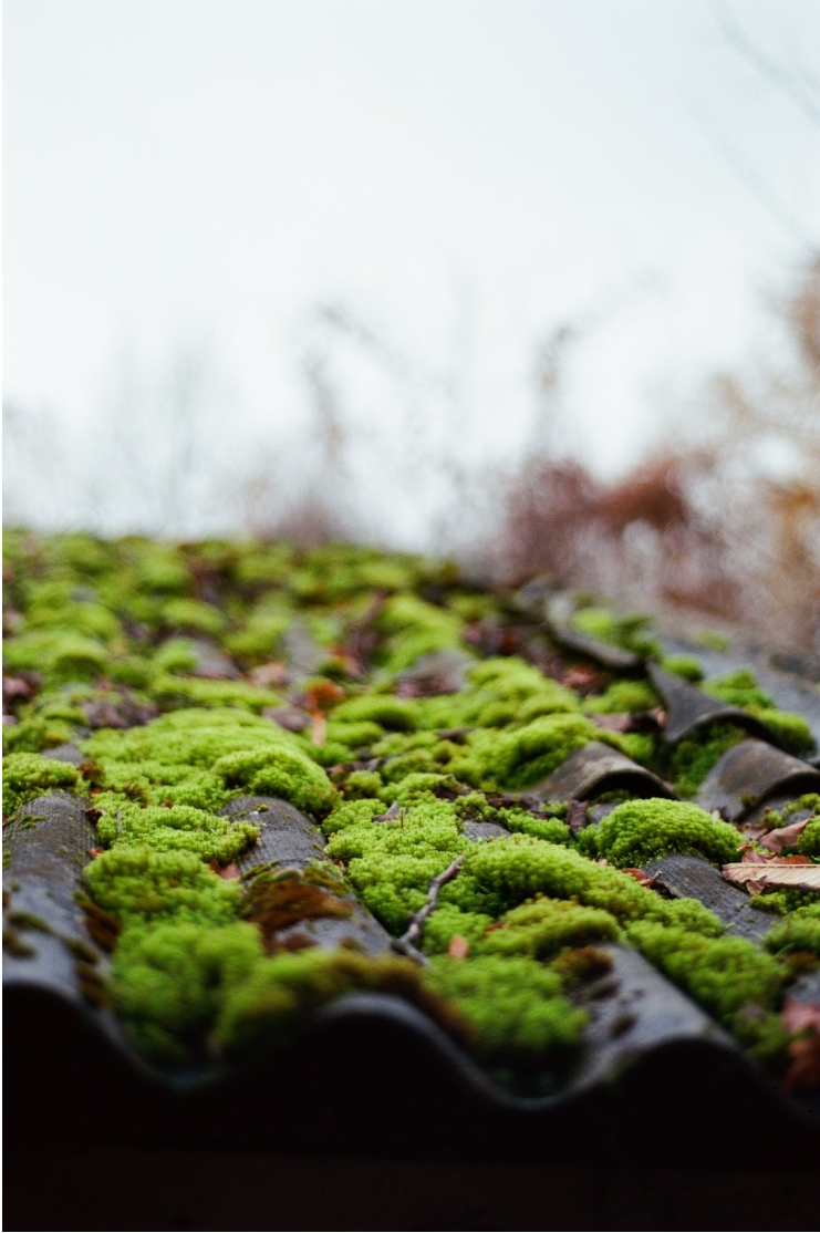 What happens if you leave moss on your roof? Sky SWC